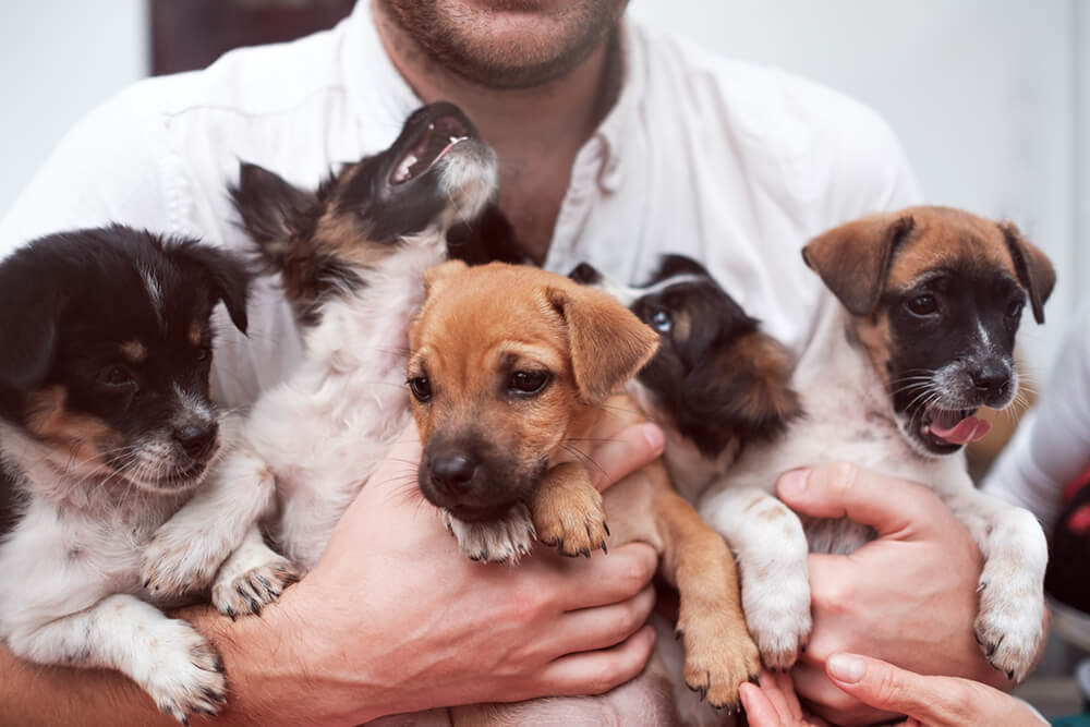 Man holding 5 puppies