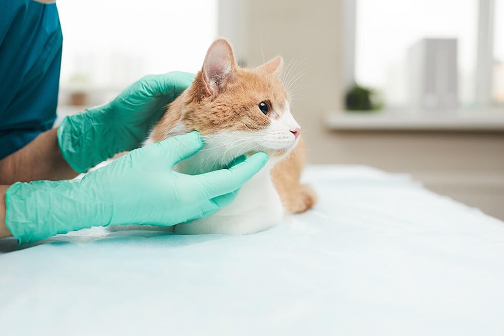 Orange and white kitten being examined at the vet