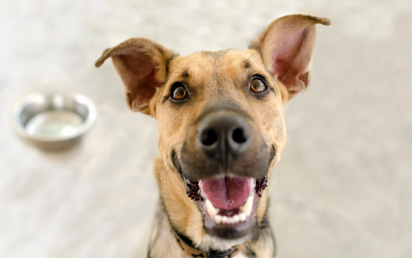 a happy german shepherd mix