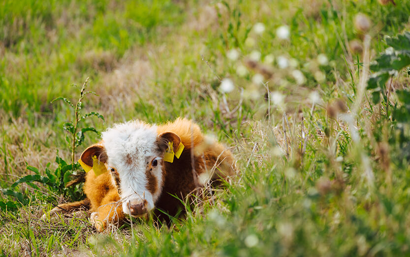 a brown and white cow laying in the grass