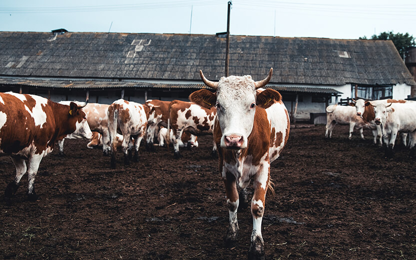 a herd of cows standing in a dairy farm yard