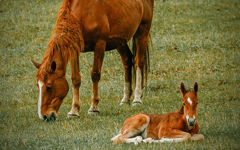 a brown horse standing next to a baby horse on a lush green field