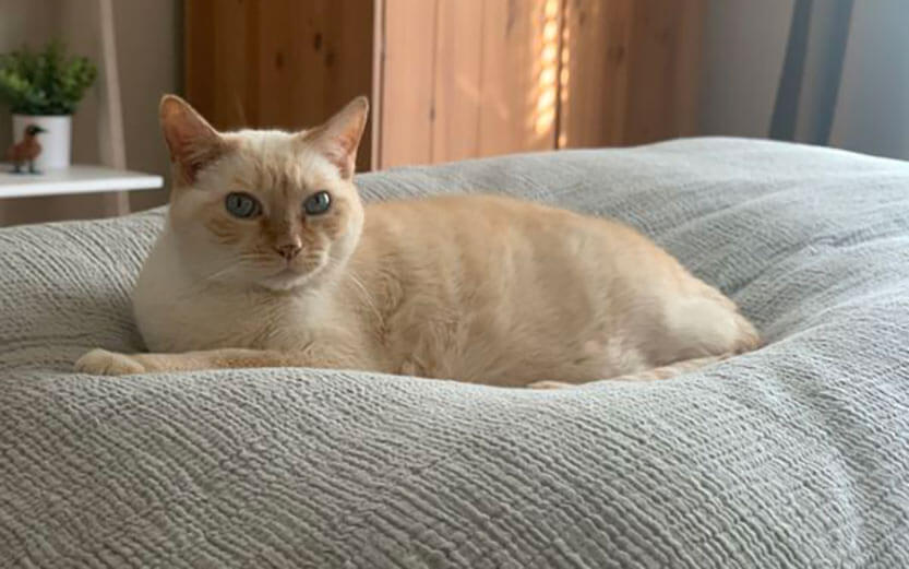 Gordie the Siamese cat with mesmerizing eyes