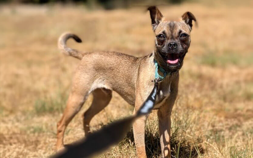 brown boxer mix puppy