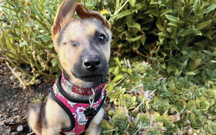 cute german shepherd puppy with its eye sutured sitting in the garden