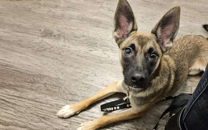 german shepherd or belgian malinois pup with big ears laying on the floor looking up
