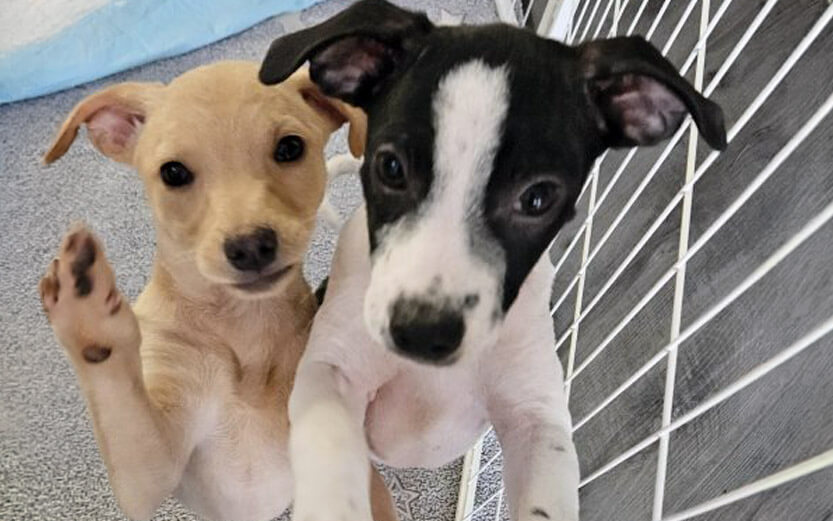 two cute puppies in a crate