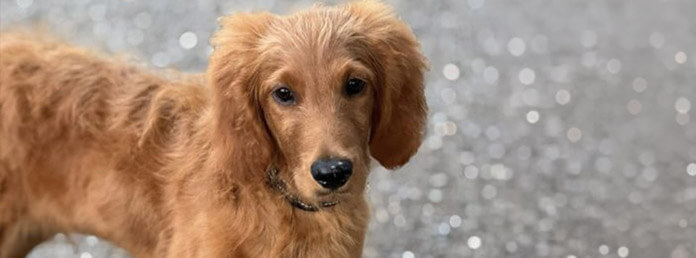 reddish golden mix dog