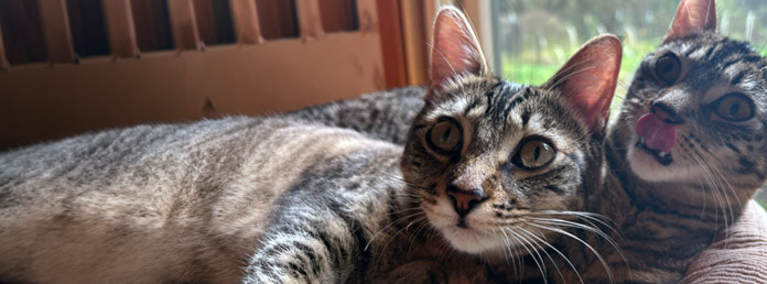 two tabby cats laying together