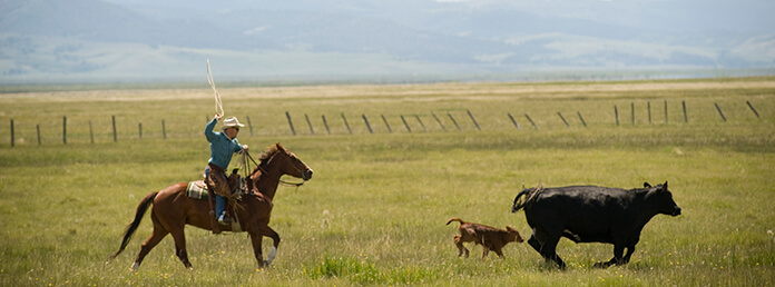 Bryan Ulring roping calves on the J Bar L Ranch
