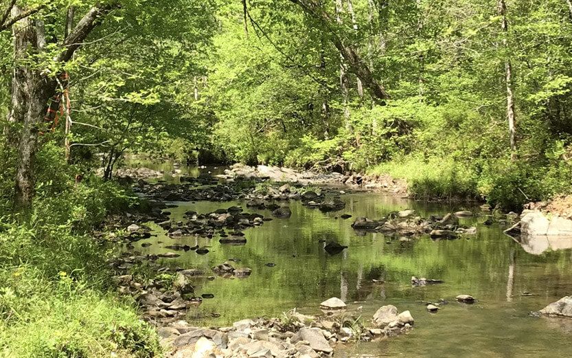 shady river with rocks