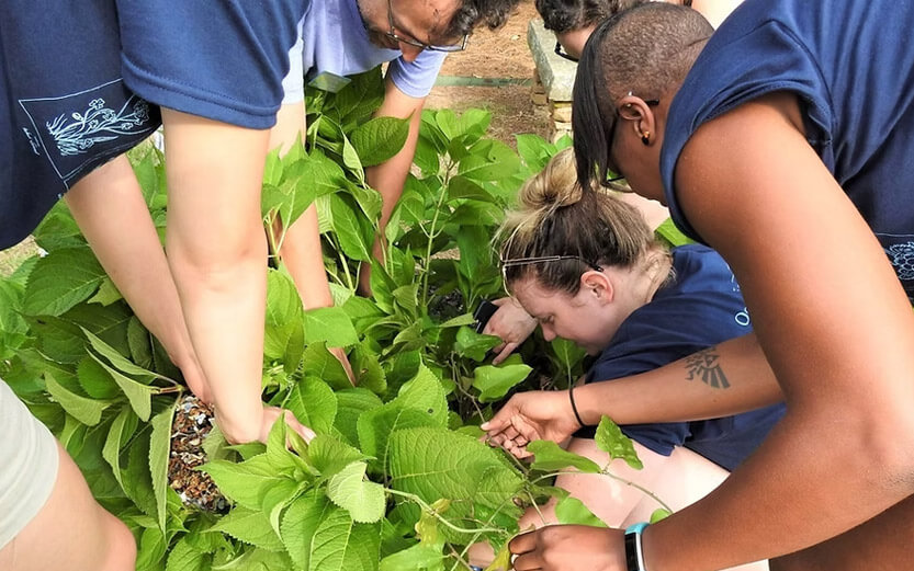 volunteers gardening