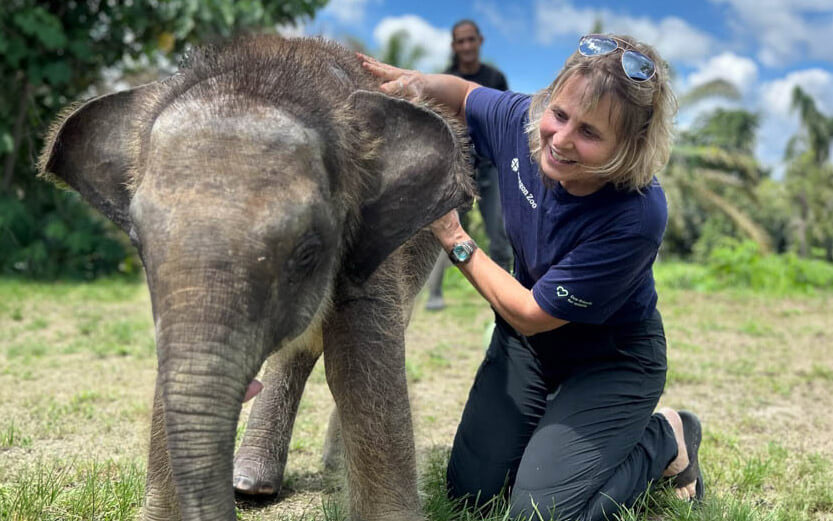 a zoo worker caring for a baby elephant