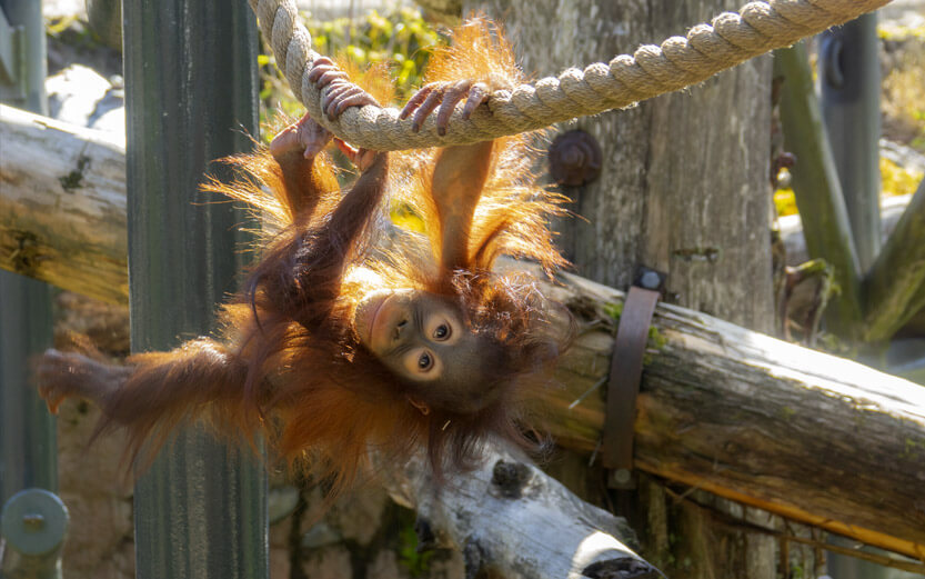 a baby orangutan hanging from a rope