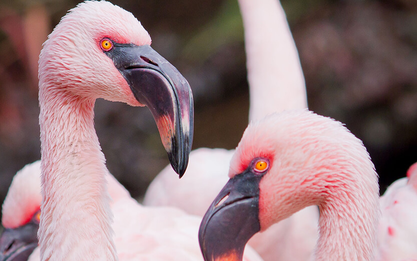 Pink Flamingos