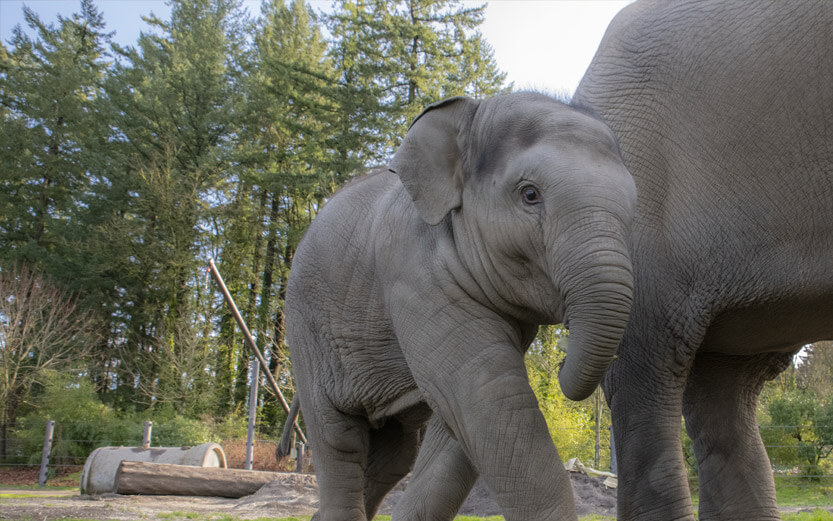 a baby elephant next to its mama