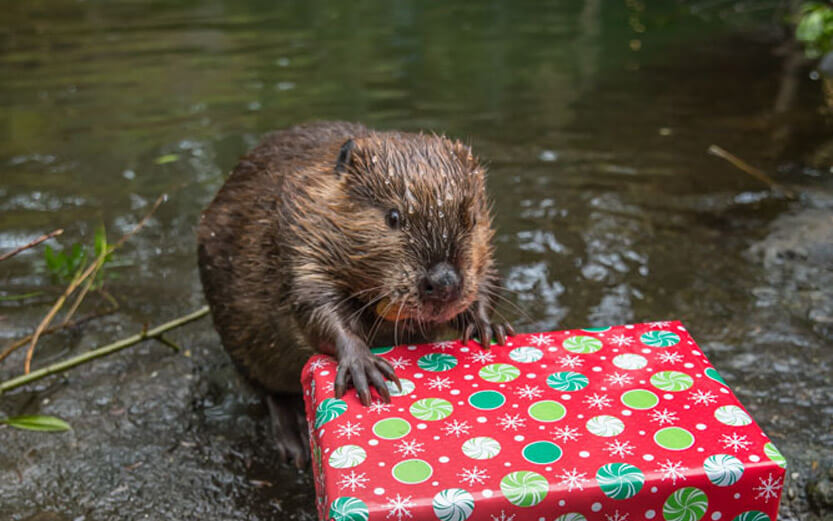 a beaver with a wrapped christmas gift