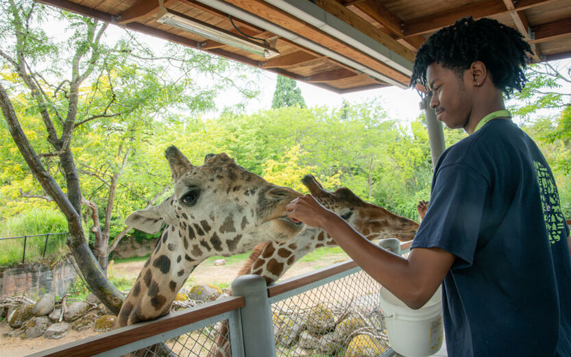 a young man interacting with giraffes