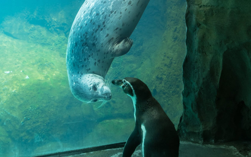 a penguin and sea lion looking at each other through the glass
