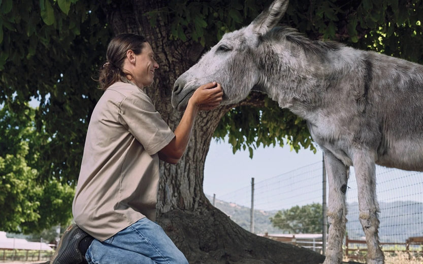 a man kneeling in front of a gray donkey scratching his chin