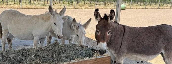 three donkeys eating hay
