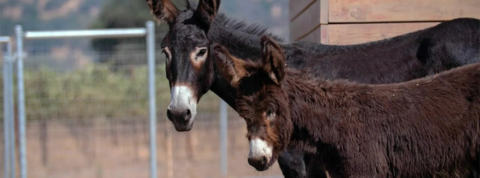two donkeys standing side by side looking at the camera