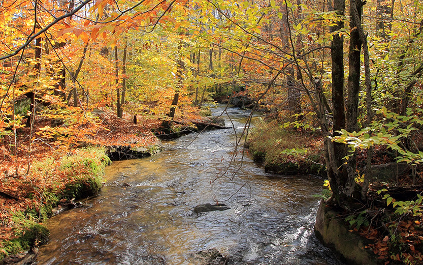 A small, shallow river winds through a dense forest filled with vibrant autumn foliage. Yellow, orange, and red leaves cover both the trees and the forest floor along the riverbanks, casting a warm glow over the rippling water.