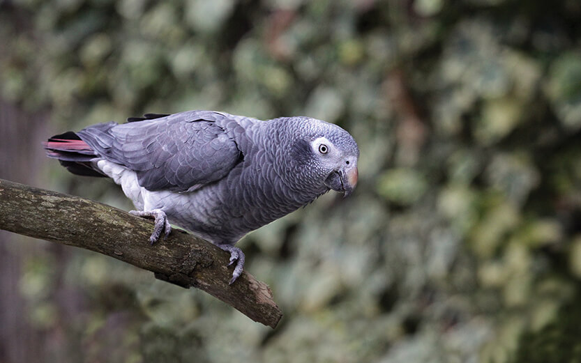 an African Grey parrot sitting on a branch