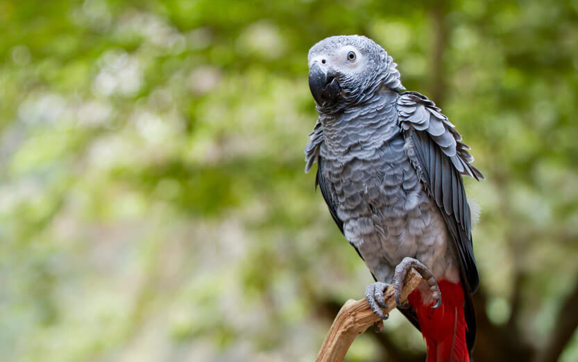 an African Grey parrot sitting on a branch