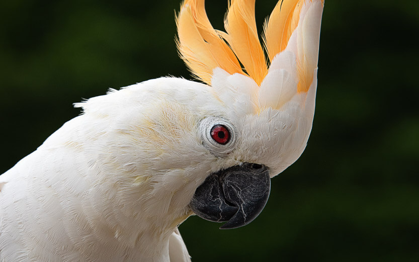 close up shot of a cockatoo parrot's head