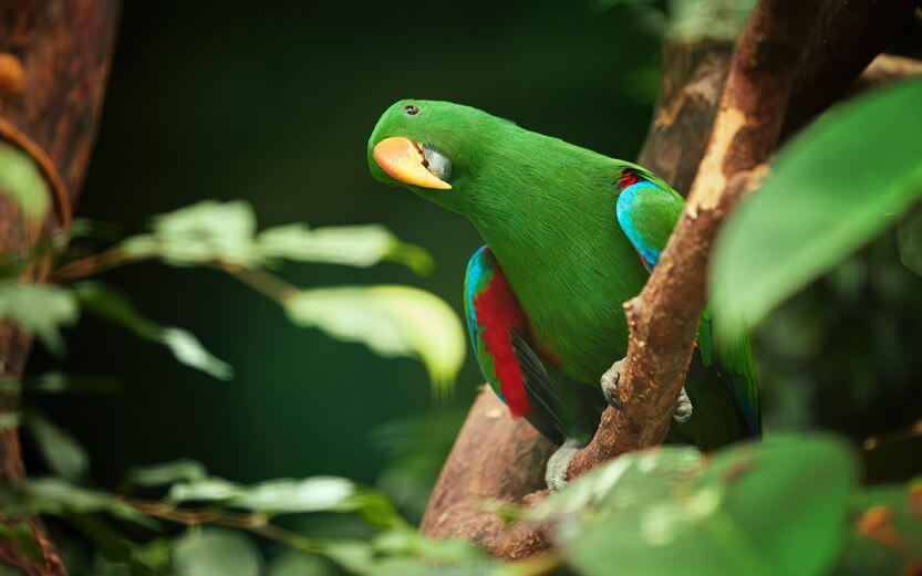 an Eclectus parrot with it's head cocked to the side