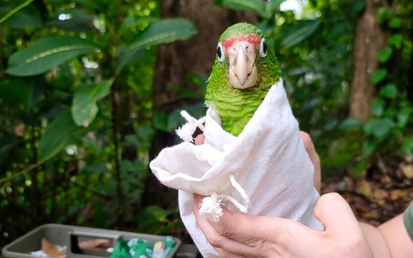 a fledgling green parrot being cared for