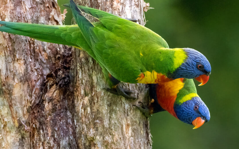 two lorikeets on the trunk of a tree
