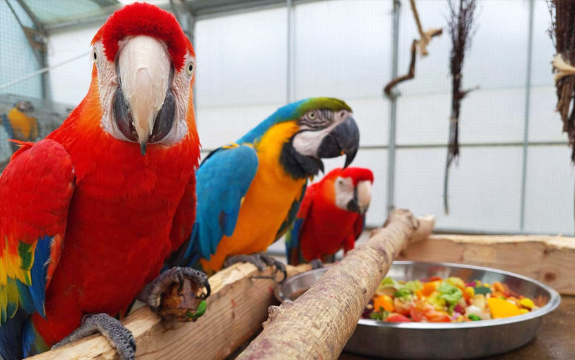 a group of macaws at a rescue