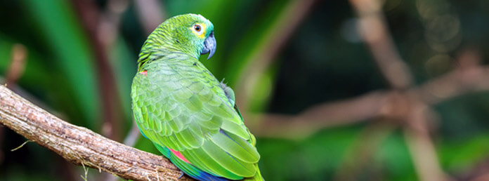 an amazon parrot on a branch looking over its shoulder