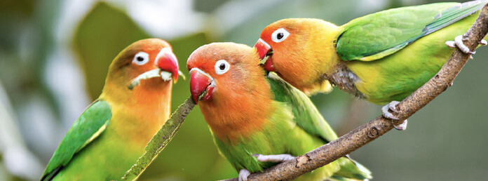 three lovebirds on a branch