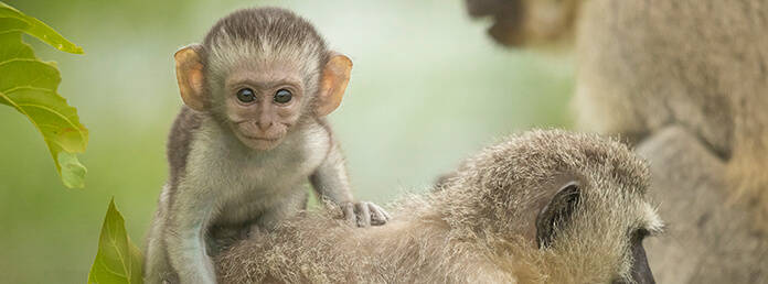 a juvenile vervet monkey