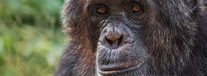 Closeup of a a chimpanzee with greenery in the background
