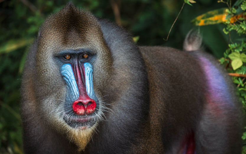 a baboon with brightly colored features on all fours