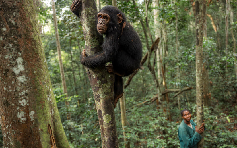a chimp climbing a tree while a PASA worker watches from below