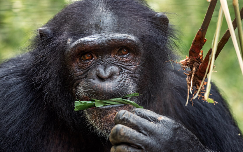 close up of a chimp eating green leaves