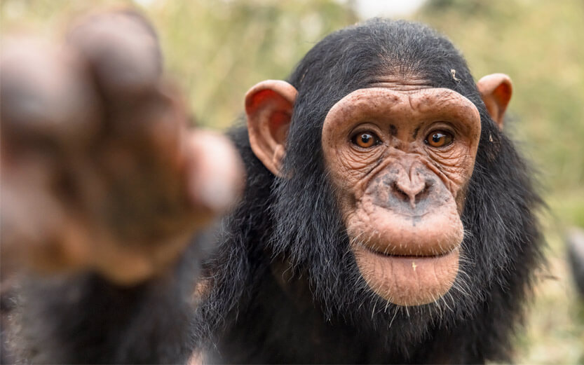 chimp face with out of focus hand in foreground