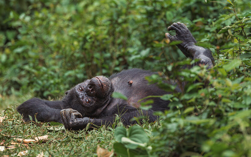 a chimp laying on it's back on the forest floor