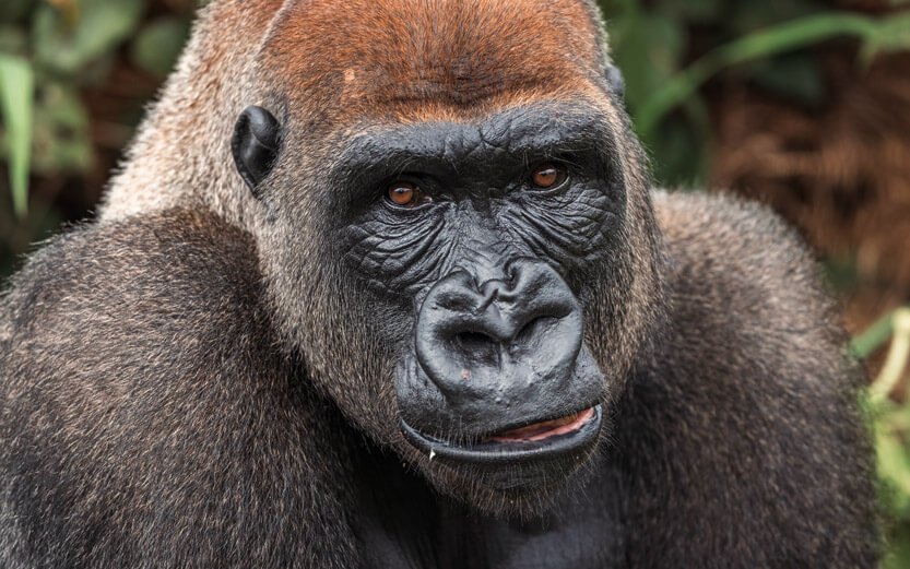 close up shot of a gorilla's head