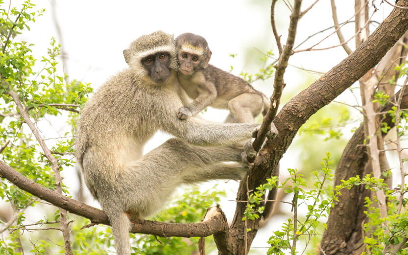 mama and baby monkeys sitting on a tree branch with their heads next to each other