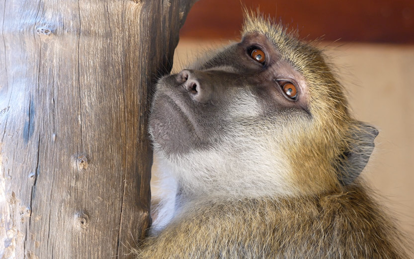 a monkey holding on to a tree trunk looking up