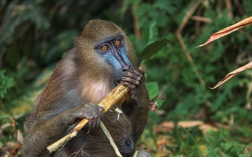 a young baboon chewing on a stick