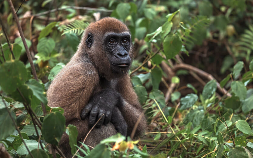 a young gorilla sitting in the leaves
