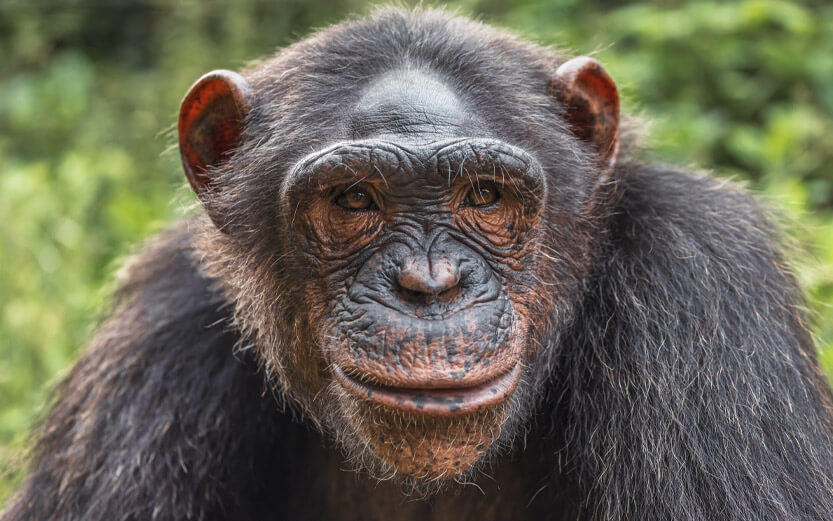 close up of a chimpanzee's face