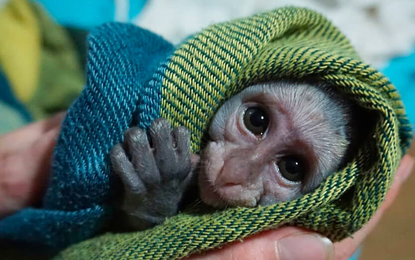 a baby monkey wrapped in a blanket